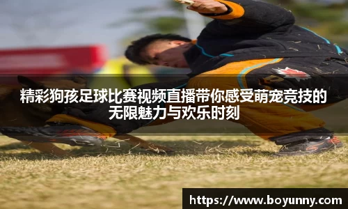 精彩狗孩足球比赛视频直播带你感受萌宠竞技的无限魅力与欢乐时刻
